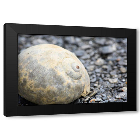 Alaska-Ketchikan-moon snail shell on beach Black Modern Wood Framed Art Print with Double Matting by PLank, Savanah
