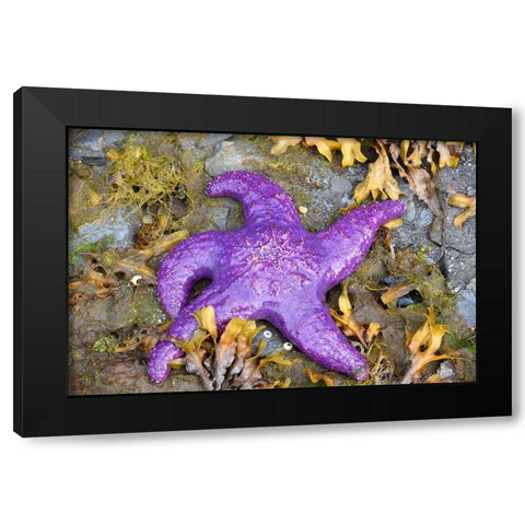 Alaska-Ketchikan-Sea star (Pisaster orchraceus) Black Modern Wood Framed Art Print with Double Matting by PLank, Savanah