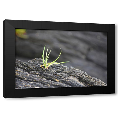 Alaska-Ketchikan-goose tongue (Plantago maritima) growing in shale rock Black Modern Wood Framed Art Print with Double Matting by PLank, Savanah