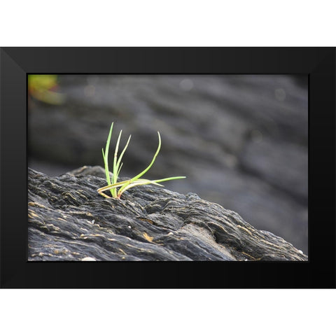 Alaska-Ketchikan-goose tongue (Plantago maritima) growing in shale rock Black Modern Wood Framed Art Print by PLank, Savanah
