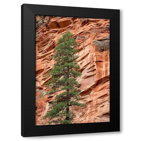 Arizona-Oak Creek Canyon-Coconino National Forest-Evergreen tree and canyon wall Black Modern Wood Framed Art Print by Collins, Ann