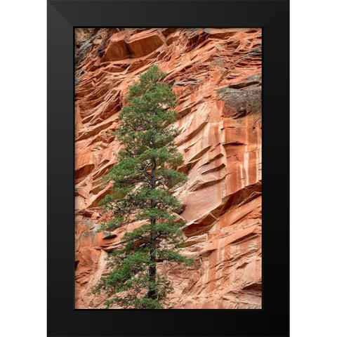 Arizona-Oak Creek Canyon-Coconino National Forest-Evergreen tree and canyon wall Black Modern Wood Framed Art Print by Collins, Ann