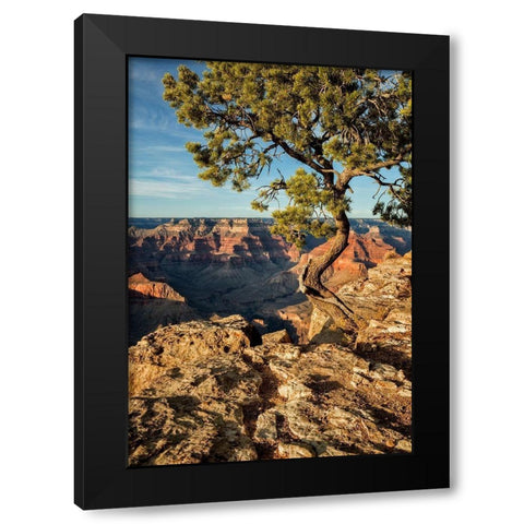 Arizona-Grand Canyon National Park-Pinyon Pine grows cliffside at Hopi Point Black Modern Wood Framed Art Print by Collins, Ann