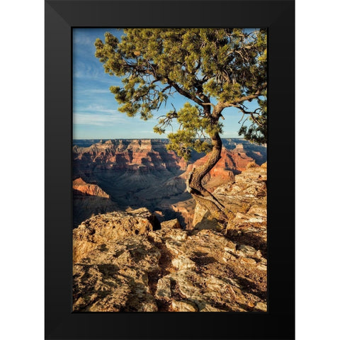 Arizona-Grand Canyon National Park-Pinyon Pine grows cliffside at Hopi Point Black Modern Wood Framed Art Print by Collins, Ann