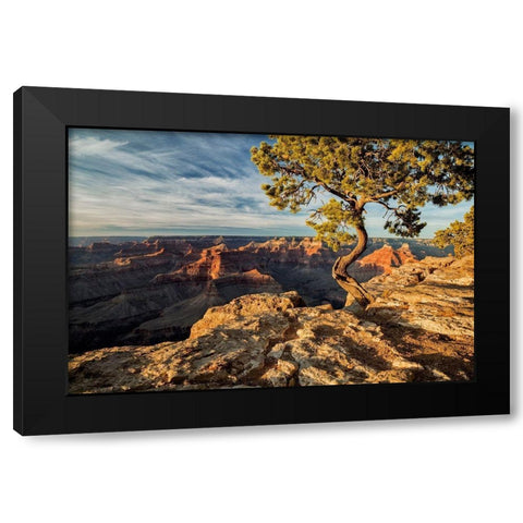 Arizona-Grand Canyon National Park-Pinyon Pine grows cliffside at Hopi Point Black Modern Wood Framed Art Print by Collins, Ann