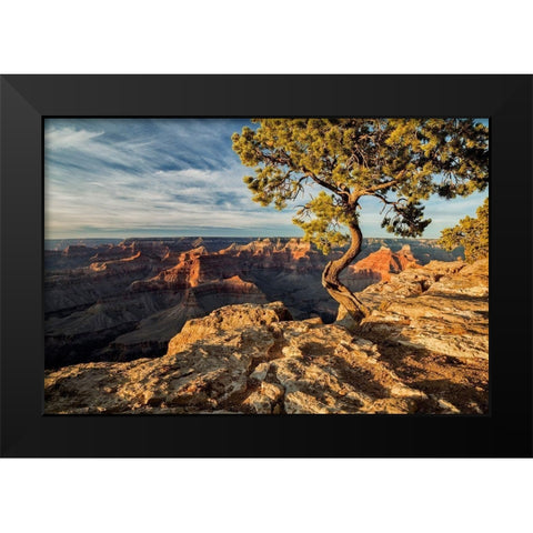 Arizona-Grand Canyon National Park-Pinyon Pine grows cliffside at Hopi Point Black Modern Wood Framed Art Print by Collins, Ann