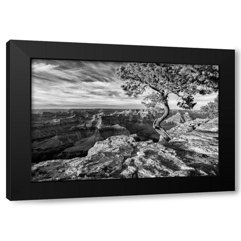 Arizona-Grand Canyon National Park-Pinyon Pine grows cliffside at Hopi Point Black Modern Wood Framed Art Print with Double Matting by Collins, Ann