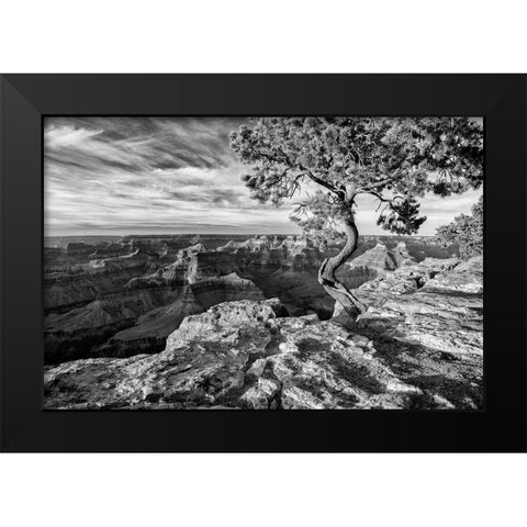 Arizona-Grand Canyon National Park-Pinyon Pine grows cliffside at Hopi Point Black Modern Wood Framed Art Print by Collins, Ann
