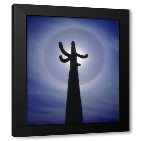 AZ, Organ Pipe Cactus Saguaro cactus with a halo Black Modern Wood Framed Art Print by Talbot Frank, Christopher