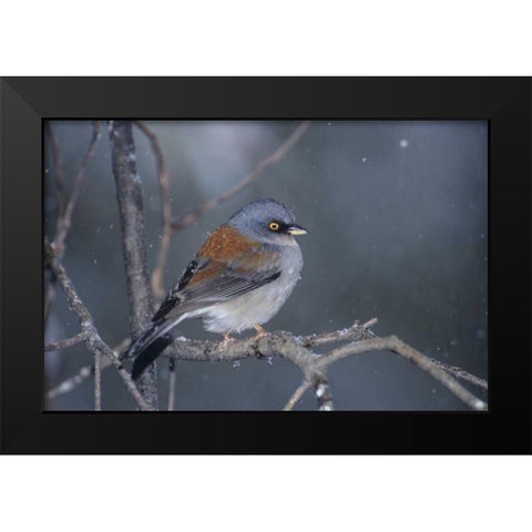 AZ, Madera Canyon Yellow-eyed junco in snowstorm Black Modern Wood Framed Art Print by Welling, Dave