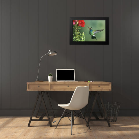 AZ, Broad-billed hummingbird hovering by flower Black Modern Wood Framed Art Print by Welling, Dave