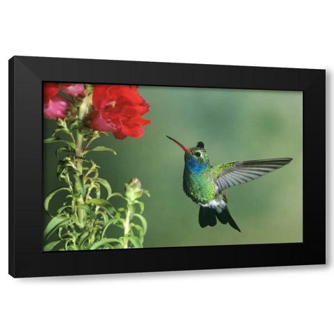 AZ, Broad-billed hummingbird hovering by flower Black Modern Wood Framed Art Print by Welling, Dave