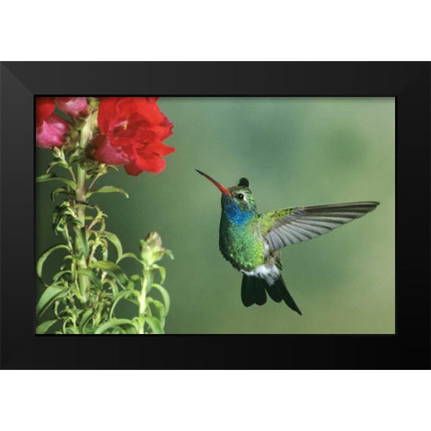 AZ, Broad-billed hummingbird hovering by flower Black Modern Wood Framed Art Print by Welling, Dave