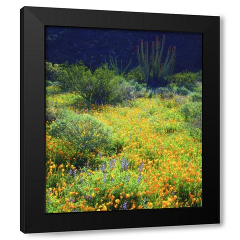 AZ, Organ Pipe Cactus NM Flowers and cacti Black Modern Wood Framed Art Print with Double Matting by Talbot Frank, Christopher
