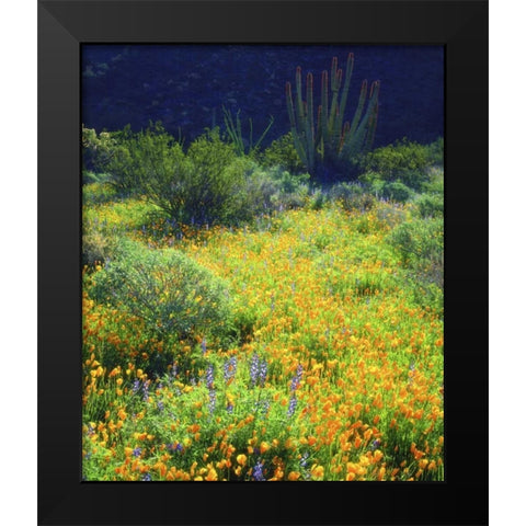 AZ, Organ Pipe Cactus NM Flowers and cacti Black Modern Wood Framed Art Print by Talbot Frank, Christopher