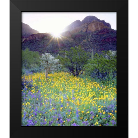 AZ, Organ Pipe Cactus NM Flowers and cacti Black Modern Wood Framed Art Print by Talbot Frank, Christopher