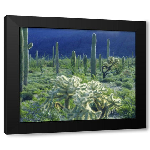 AZ, Organ Pipe Cactus NM Green desert in spring Black Modern Wood Framed Art Print by Talbot Frank, Christopher