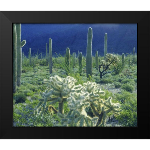 AZ, Organ Pipe Cactus NM Green desert in spring Black Modern Wood Framed Art Print by Talbot Frank, Christopher
