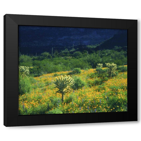 AZ, Organ Pipe Cactus NM Flowers and cacti Black Modern Wood Framed Art Print with Double Matting by Talbot Frank, Christopher