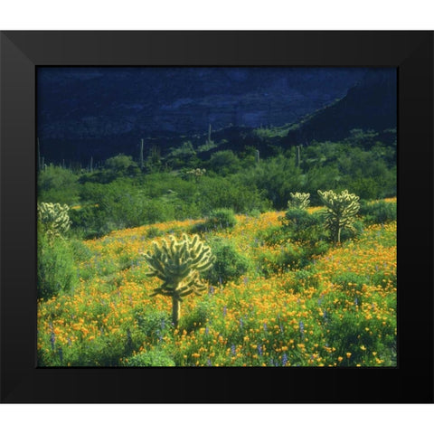 AZ, Organ Pipe Cactus NM Flowers and cacti Black Modern Wood Framed Art Print by Talbot Frank, Christopher