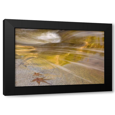 AZ, Tucson Maple leaves in the Romero Pools Black Modern Wood Framed Art Print by Paulson, Don