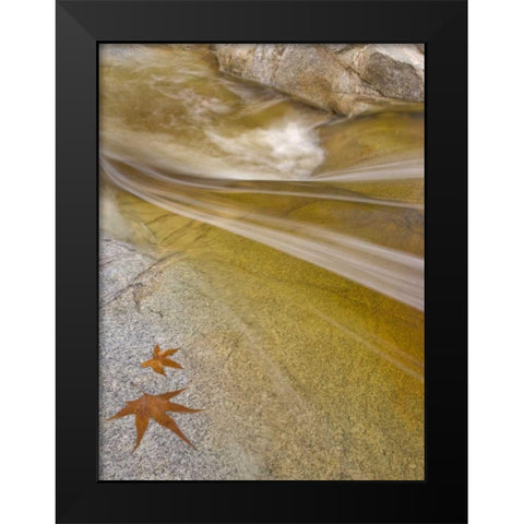 AZ, Tucson Maple leaves in the Romero Pools Black Modern Wood Framed Art Print by Paulson, Don
