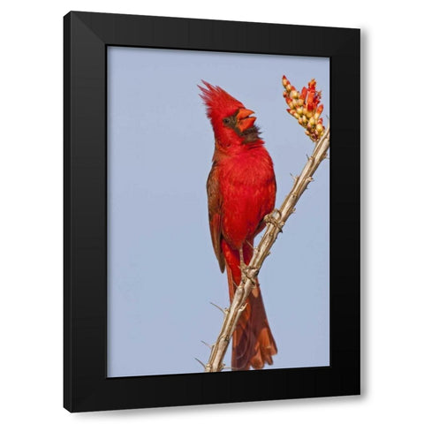 AZ, Pima Co, Northern cardinal singing on cactus Black Modern Wood Framed Art Print by Illg, Cathy and Gordon