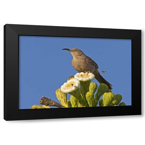 AZ, Pima Co, Curve-billed thrasher on saguaro Black Modern Wood Framed Art Print with Double Matting by Illg, Cathy and Gordon