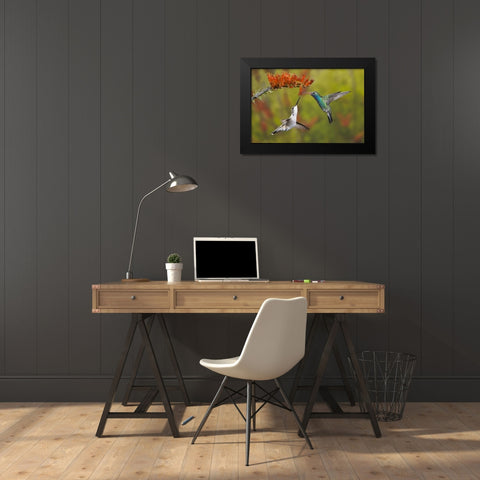 AZ, Sonoran Desert Hummingbird share an ocotillo Black Modern Wood Framed Art Print by Grall, Don