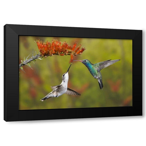 AZ, Sonoran Desert Hummingbird share an ocotillo Black Modern Wood Framed Art Print by Grall, Don