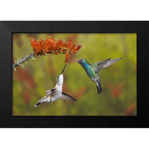 AZ, Sonoran Desert Hummingbird share an ocotillo Black Modern Wood Framed Art Print by Grall, Don