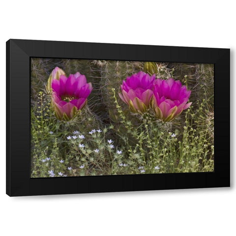 Arizona, Tucson Hedgehog cactus in bloom Black Modern Wood Framed Art Print by Grall, Don