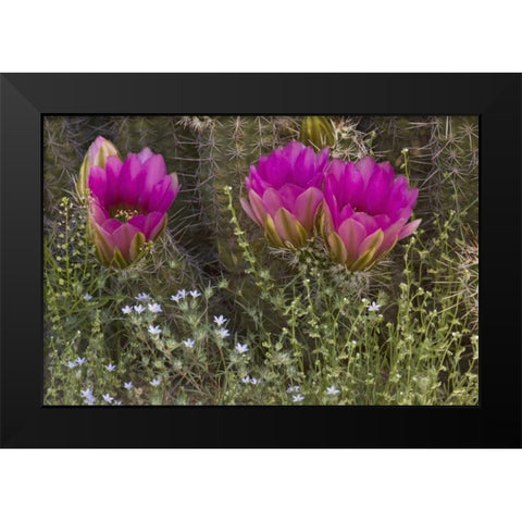 Arizona, Tucson Hedgehog cactus in bloom Black Modern Wood Framed Art Print by Grall, Don