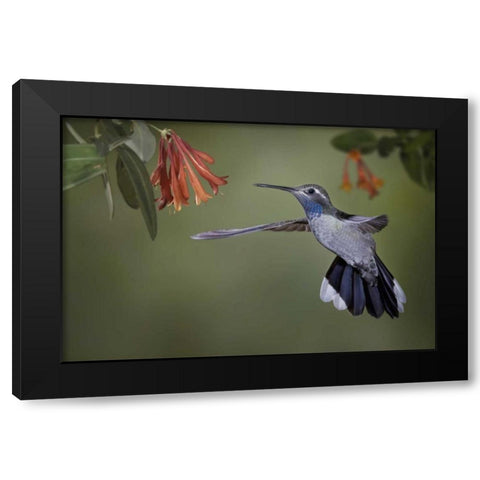 AZ, A blue-throated hummingbird hovers at flower Black Modern Wood Framed Art Print with Double Matting by Grall, Don