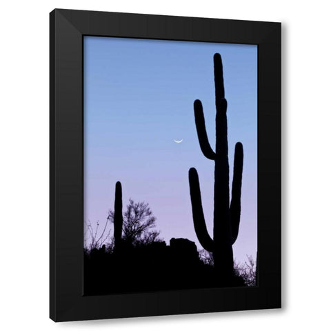 AZ, Tucson Saguaro cactus with crescent moon Black Modern Wood Framed Art Print with Double Matting by Paulson, Don