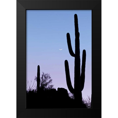 AZ, Tucson Saguaro cactus with crescent moon Black Modern Wood Framed Art Print by Paulson, Don