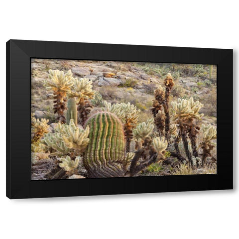 USA, Arizona, Tucson Desert scenic in Saguaro NP Black Modern Wood Framed Art Print by Paulson, Don