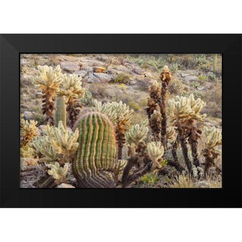 USA, Arizona, Tucson Desert scenic in Saguaro NP Black Modern Wood Framed Art Print by Paulson, Don