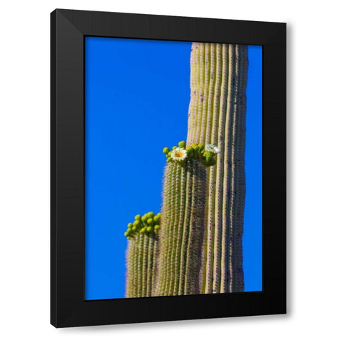 Arizona, Tucson Blooming cactus in Saquaro NP Black Modern Wood Framed Art Print with Double Matting by Lord, Fred