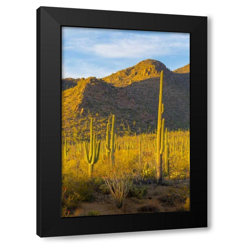 USA, Arizona, Tucson Desert sunset in Saguaro NP Black Modern Wood Framed Art Print by Lord, Fred