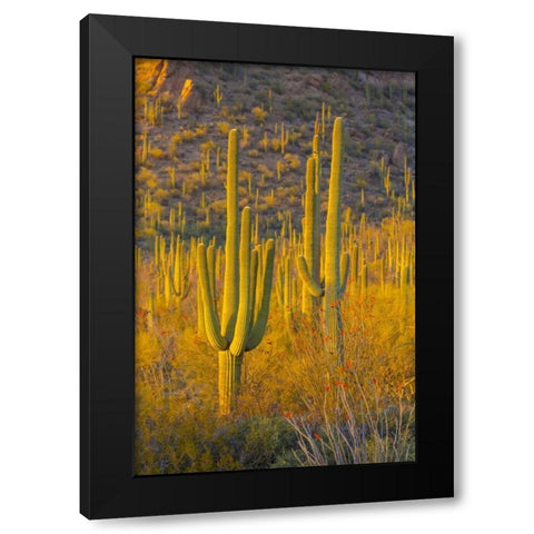 USA, Arizona, Tucson Desert sunset in Saguaro NP Black Modern Wood Framed Art Print by Lord, Fred