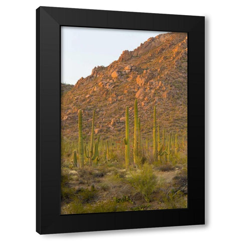 USA, Arizona, Tucson Desert sunset in Saguaro NP Black Modern Wood Framed Art Print by Lord, Fred