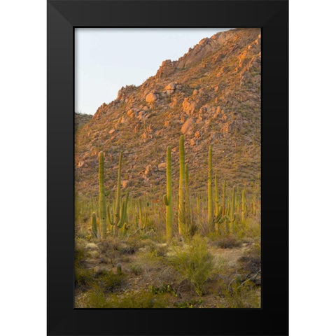 USA, Arizona, Tucson Desert sunset in Saguaro NP Black Modern Wood Framed Art Print by Lord, Fred