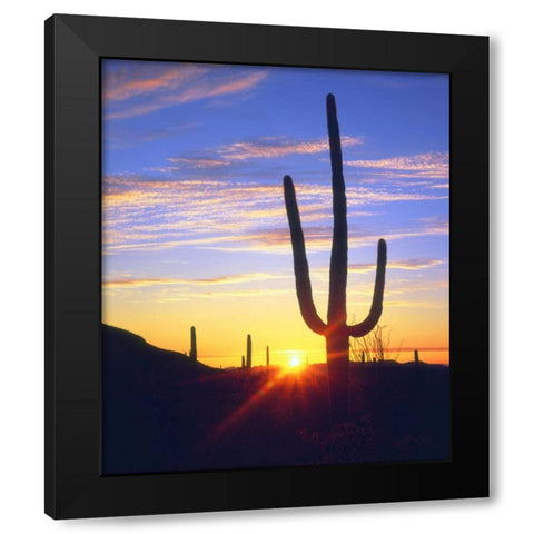 USA, Arizona, A saguaro cactus at sunset Black Modern Wood Framed Art Print with Double Matting by Talbot Frank, Christopher