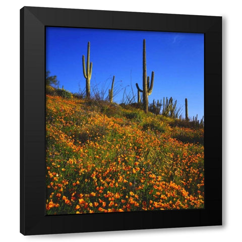 Arizona, Organ Pipe Cactus NM flowers and cacti Black Modern Wood Framed Art Print by Talbot Frank, Christopher
