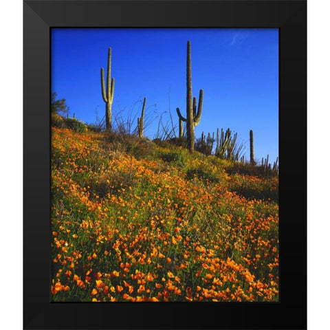 Arizona, Organ Pipe Cactus NM flowers and cacti Black Modern Wood Framed Art Print by Talbot Frank, Christopher