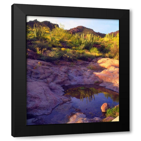 AZ Spring with Organ Pipe cacti along a stream Black Modern Wood Framed Art Print with Double Matting by Talbot Frank, Christopher