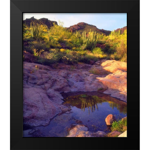 AZ Spring with Organ Pipe cacti along a stream Black Modern Wood Framed Art Print by Talbot Frank, Christopher