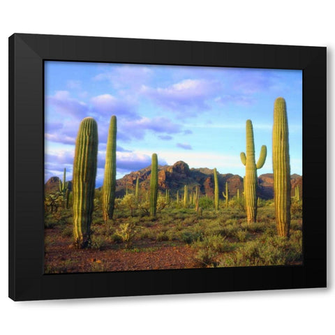 Arizona, Organ Pipe Cactus NM Desert in spring Black Modern Wood Framed Art Print with Double Matting by Talbot Frank, Christopher