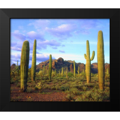 Arizona, Organ Pipe Cactus NM Desert in spring Black Modern Wood Framed Art Print by Talbot Frank, Christopher